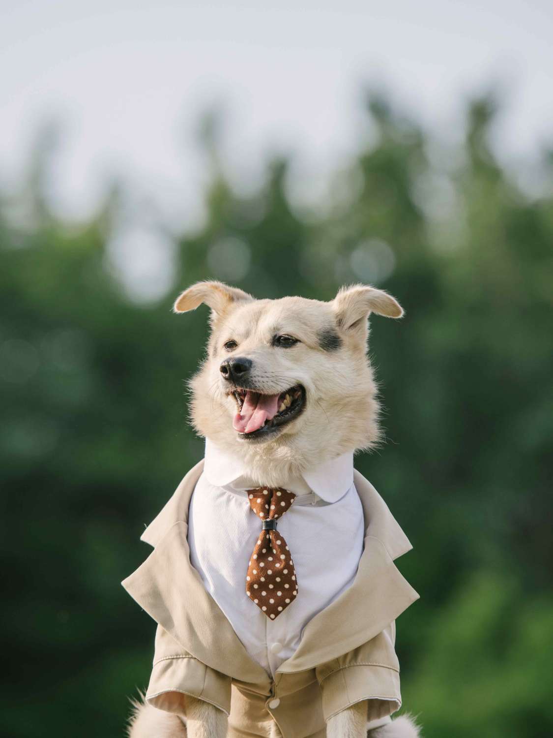 Pet Formal Suit Dress Tuxedo Clothing Apparel