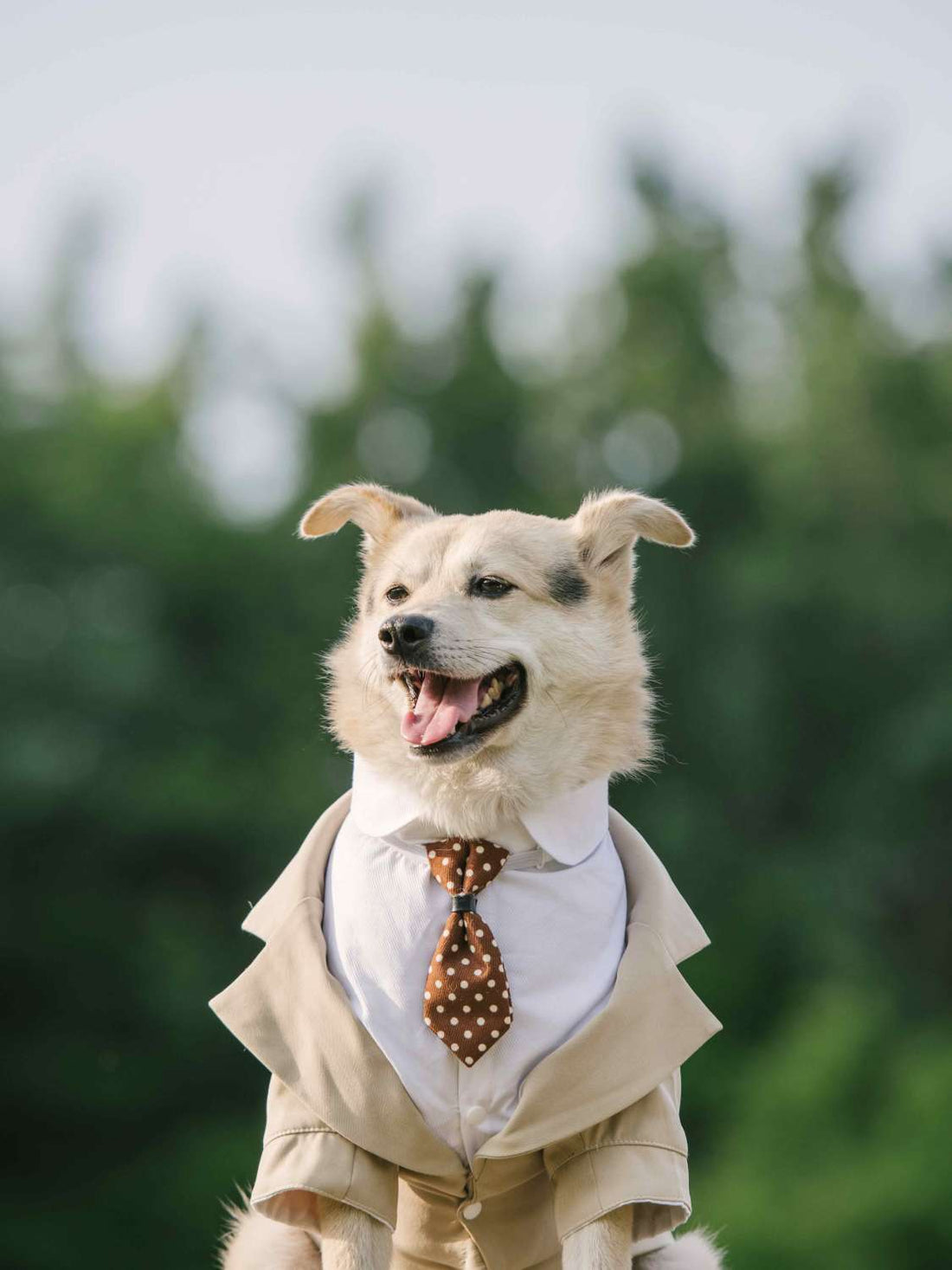 Pet Formal Suit Dress Tuxedo Clothing Apparel