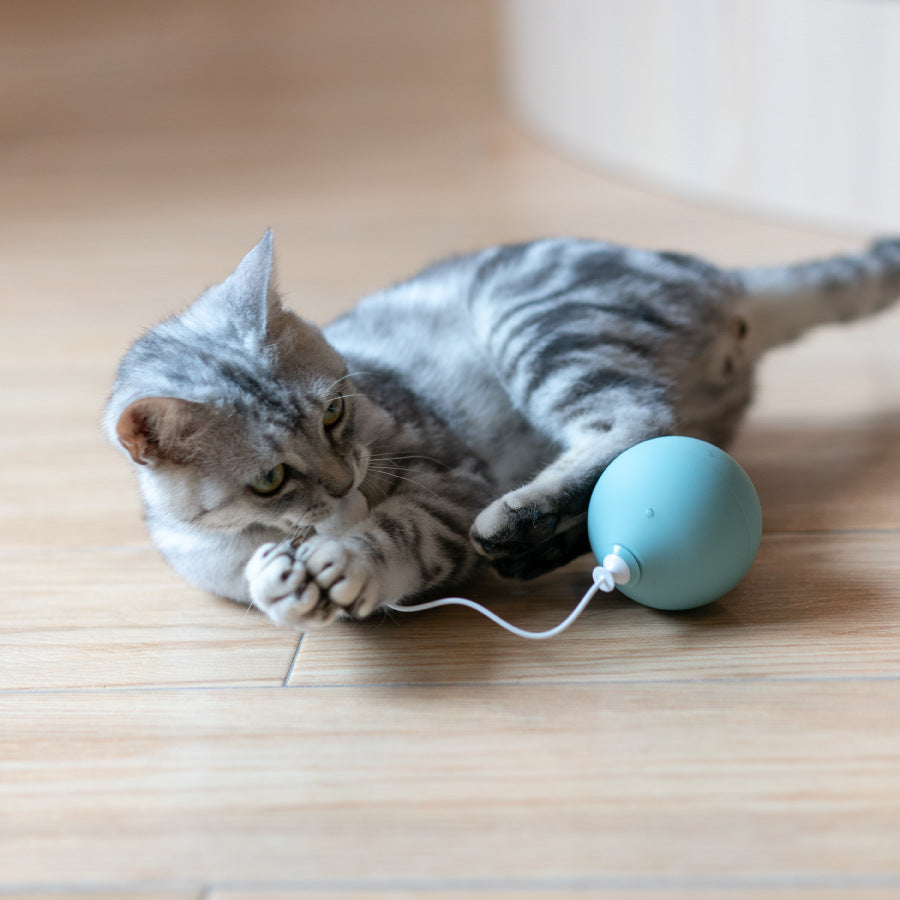 Pet Funny Electric Interactive Motion Play Activity Toy