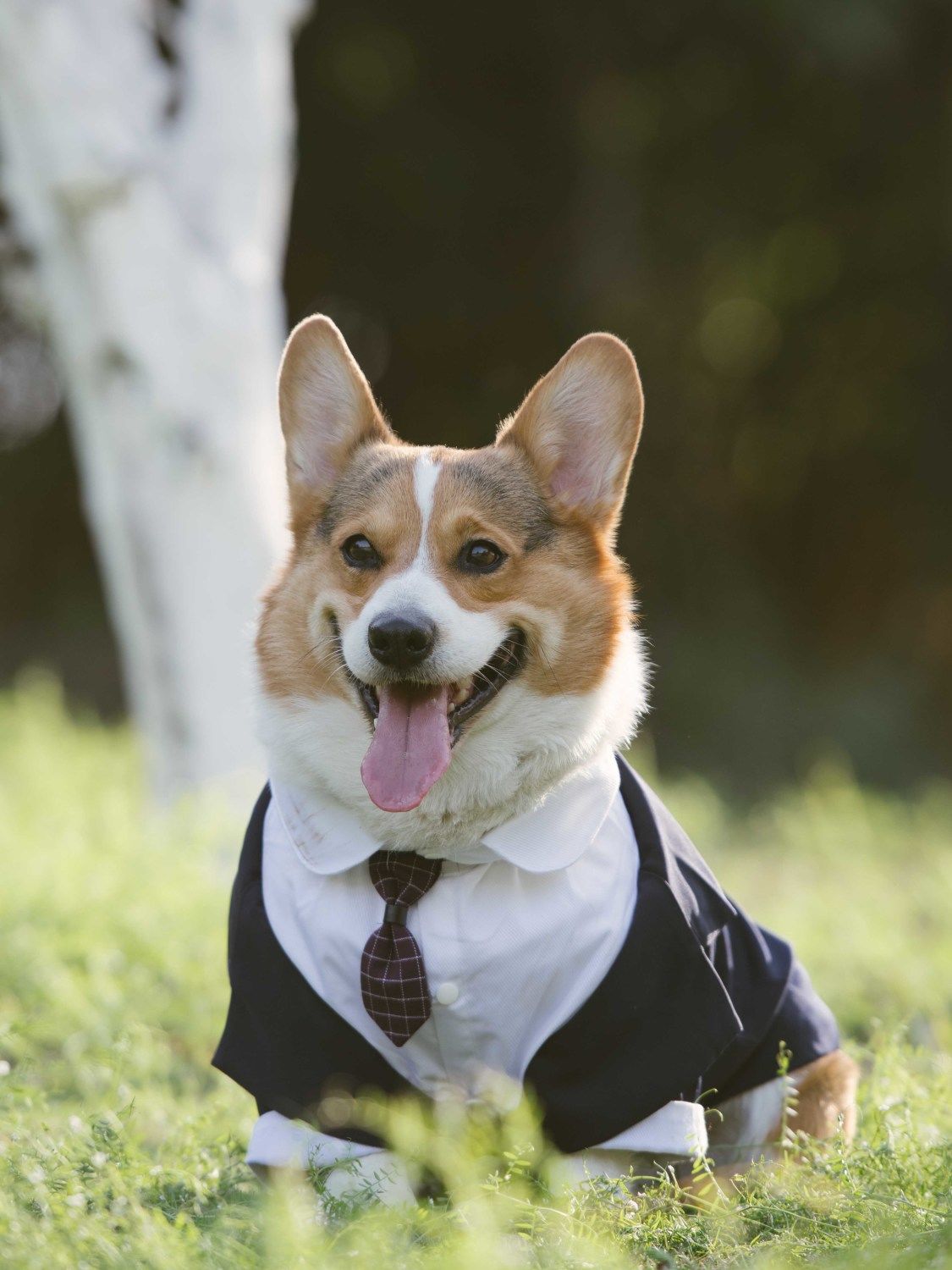 Pet Formal Suit Dress Tuxedo Clothing Apparel