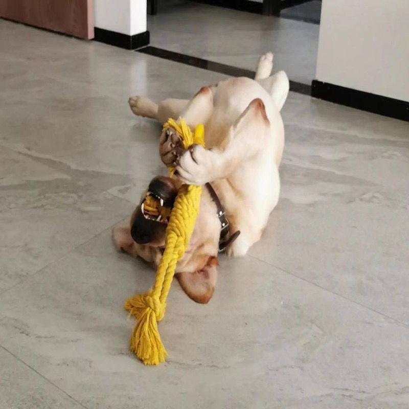 Pet Tear Resistant Chew Bite Toy