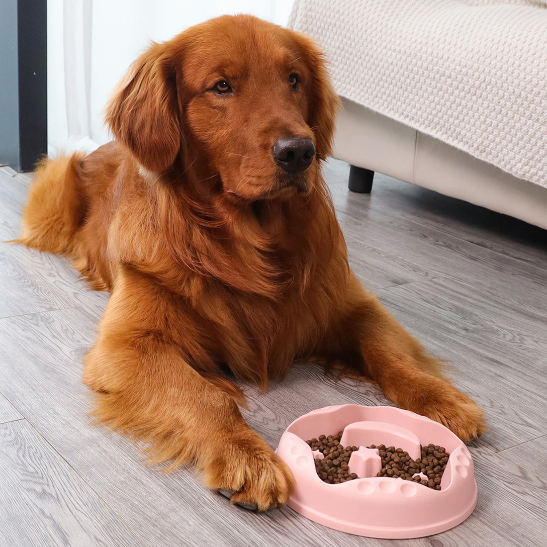 Moon Star Wings Pet Slow Feeding Bowl Large Capacity Food And Water Dish